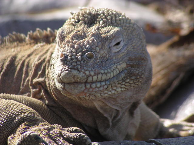 similing land iguana - free image