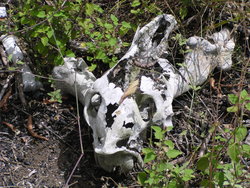 skeletal remains