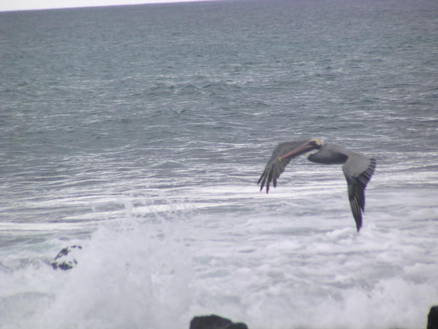 skimmer Brown Pelican - free image