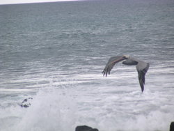 skimmer Brown Pelican