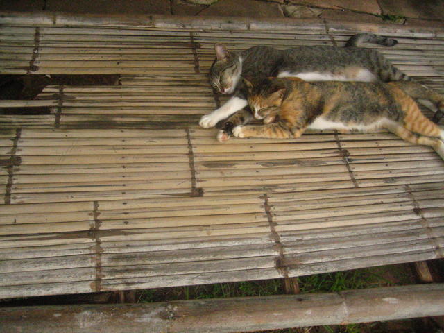 sleeping cats - free image
