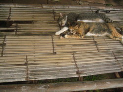 sleeping cats