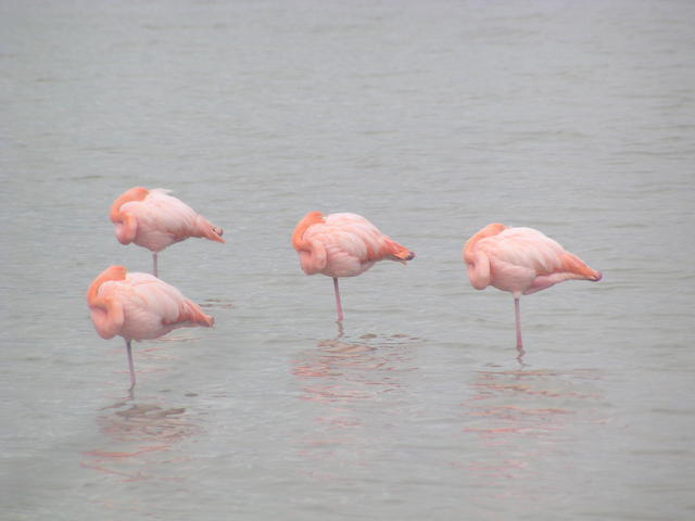 sleeping flamingos - free image