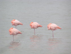 sleeping flamingos