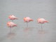 sleeping flamingos