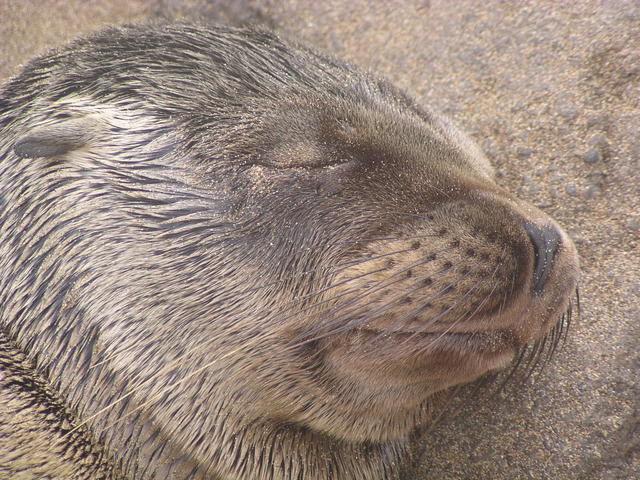 sleeping Sea lion - free image