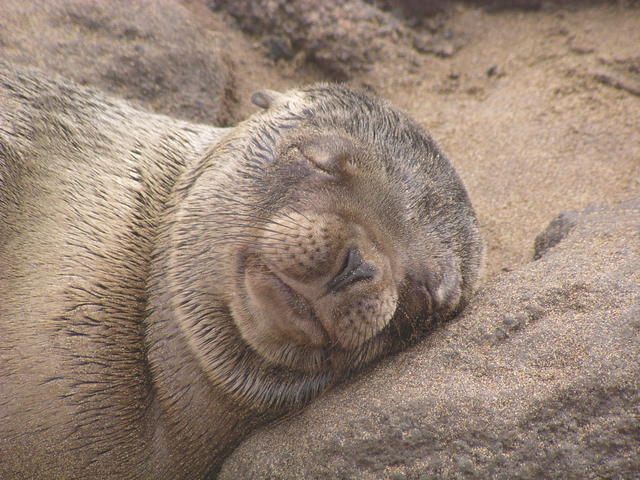 sleeping sealion - free image