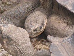sleeping tortoise