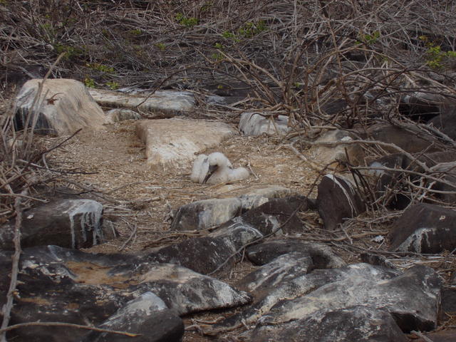 sleepy nestling - free image