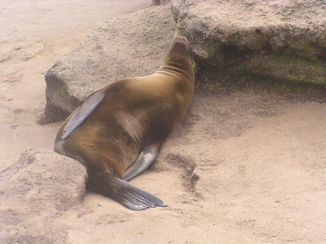 sleepy sea lion - free image