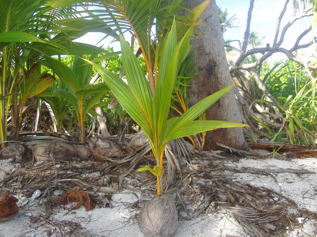Small coconut plant - free image