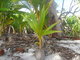 Small coconut plant