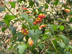 Small flowers