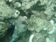 Small pufferfish