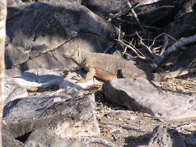 smiling iguana - free image