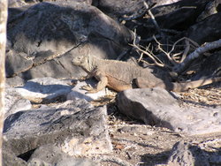 smiling iguana