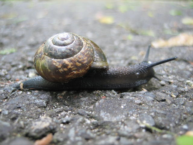 snail on the road - free image