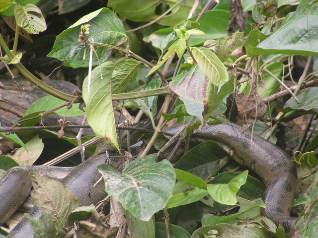 snake - free image