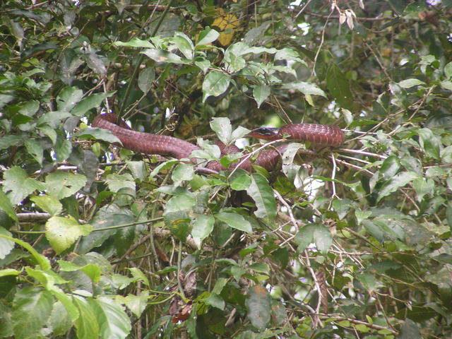 snake in tree - free image