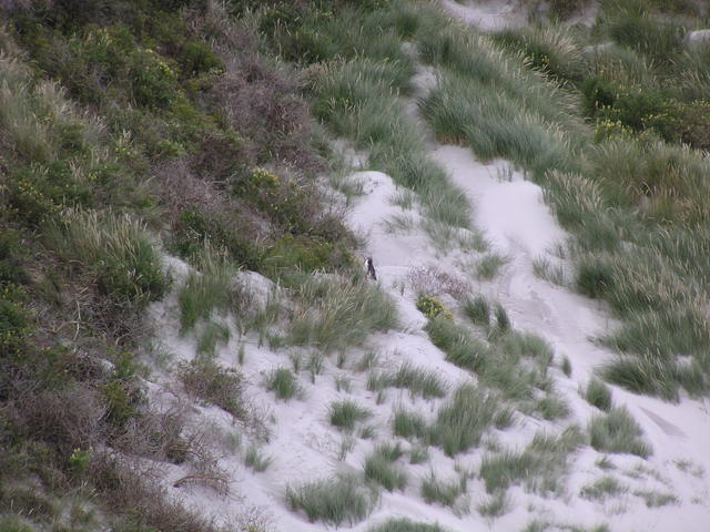 snow clad slope - free image