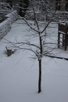 snow-covered field