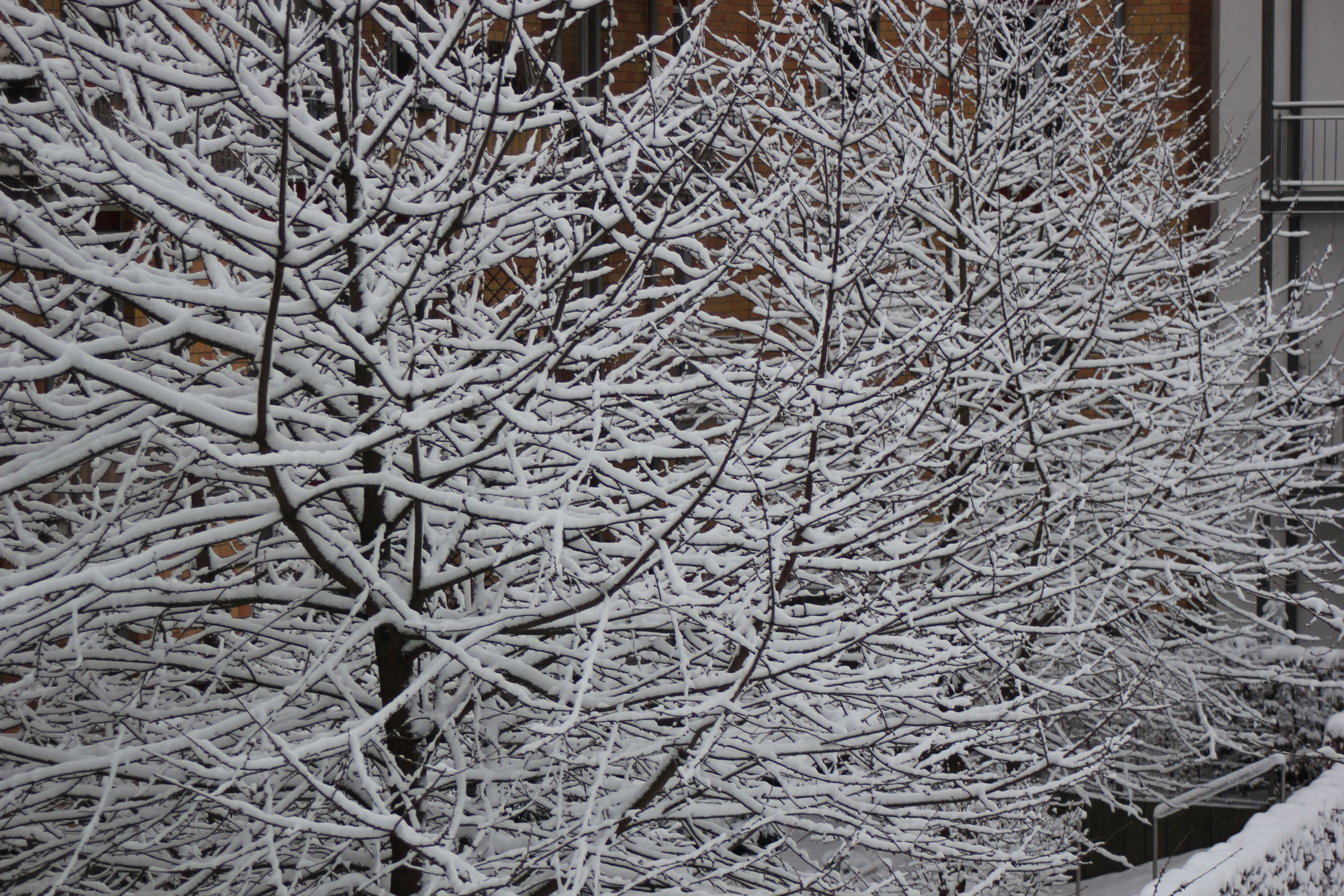snow covered tree - open fotos | free open source photos, public domain