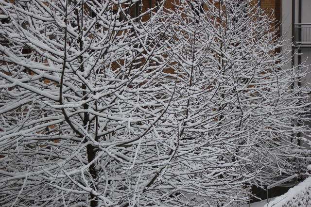 snow covered tree - free image