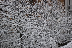 snow covered tree