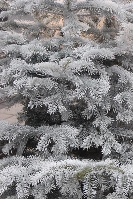 Snow covered trees - free image