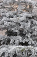 Snow covered trees