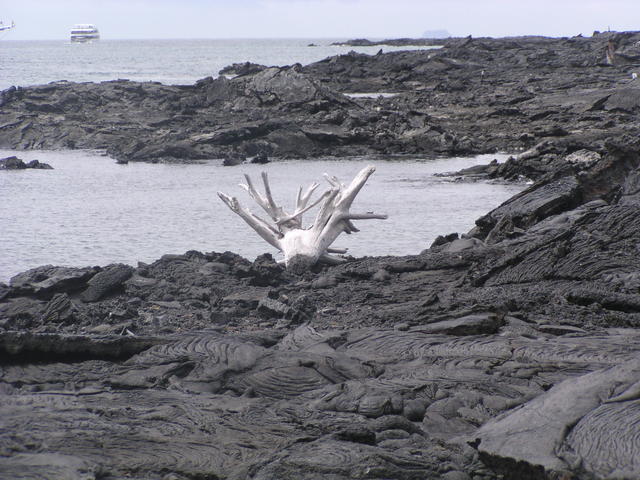 solidified lava shore - free image