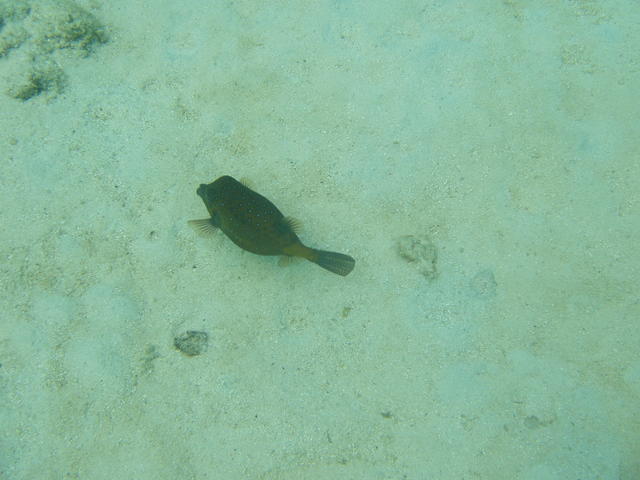 Some pufferfish - free image
