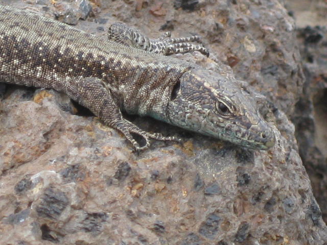 spanish wall lizard - free image