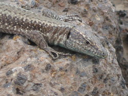 spanish wall lizard