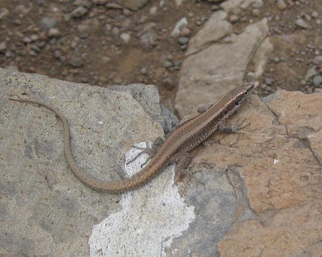Spanish wall lizard - free image
