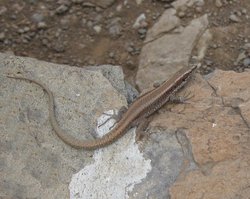 Spanish wall lizard