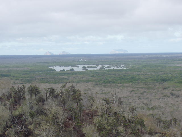 sparse vegetation - free image