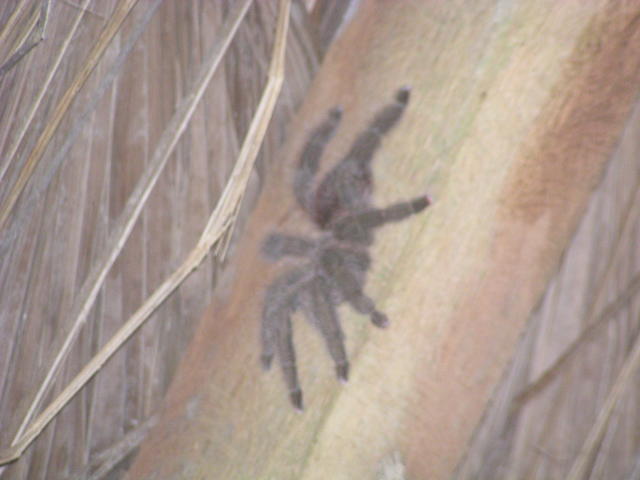 Spider - free image