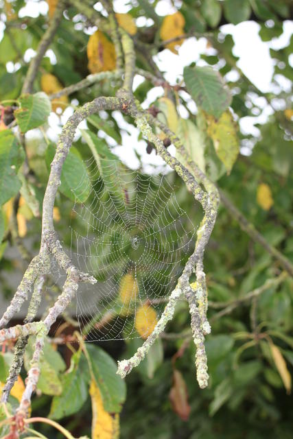 Spider web - free image