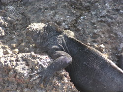 spiky iguana