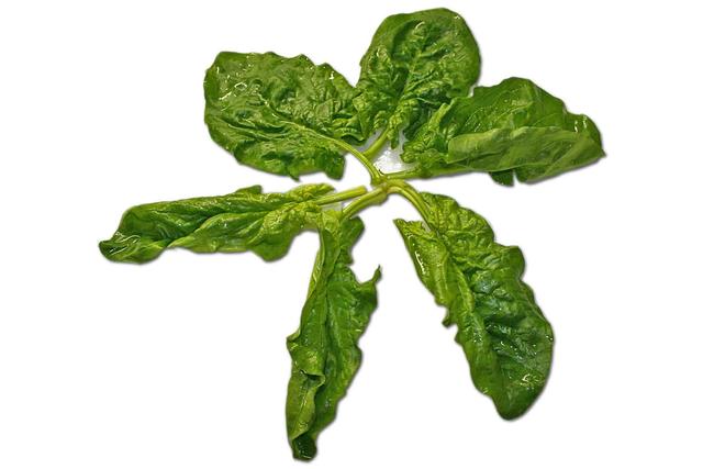 Spinach - free image