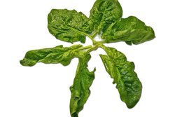 Spinach