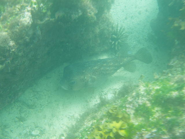 Spot-fin Porcupinefish - free image