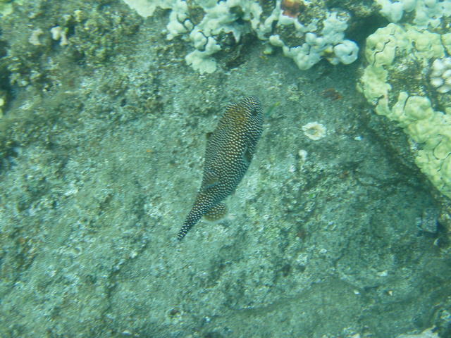 spotted porcupine fish - free image