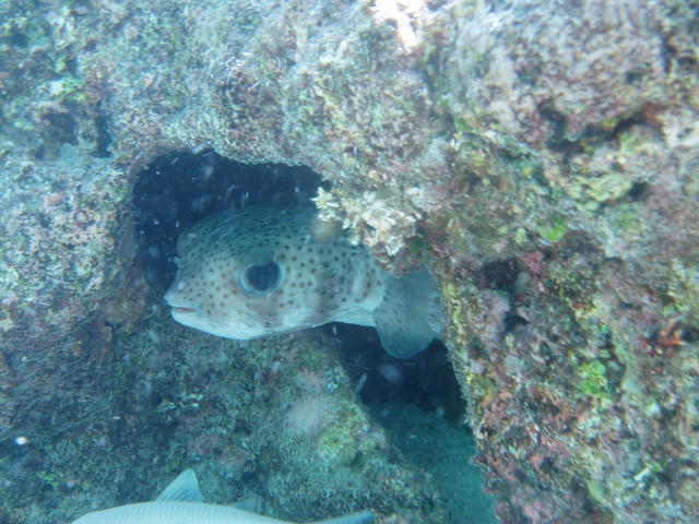 spotted puffer Fish - free image