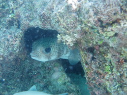 spotted puffer Fish
