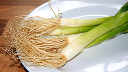 Spring onion