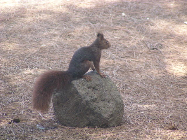 squirrel - free image