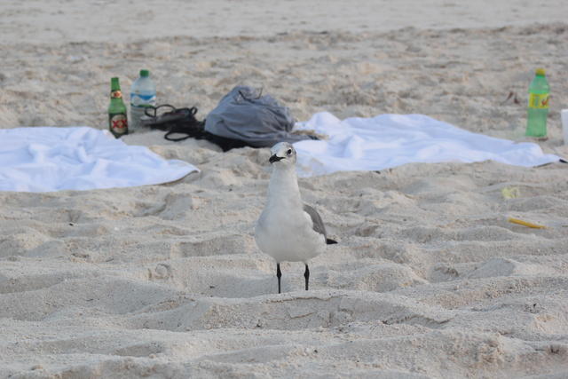 staring gull - free image