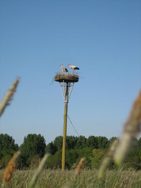 storks - free image